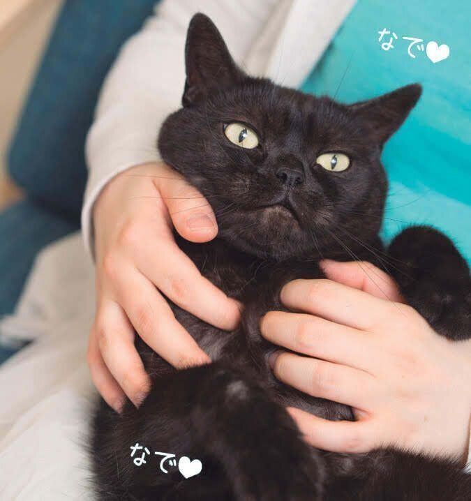 膝の上で猫をリラックスさせる