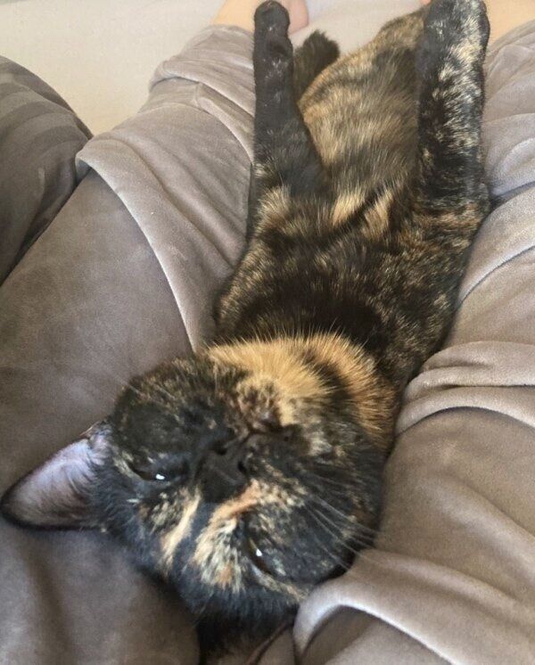 飼い主さんに甘えるくろみつちゃん