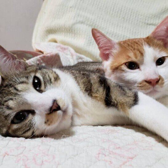 獣医師監修】猫の多頭飼い｜先住猫との顔合わせや相性の見極め方