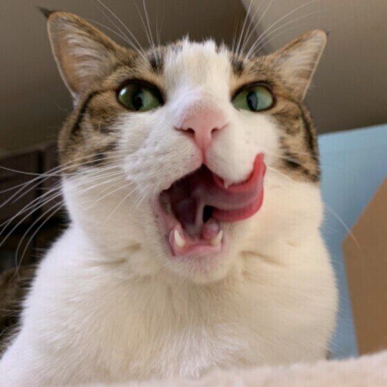 日本ネコのこつぶちゃん♪