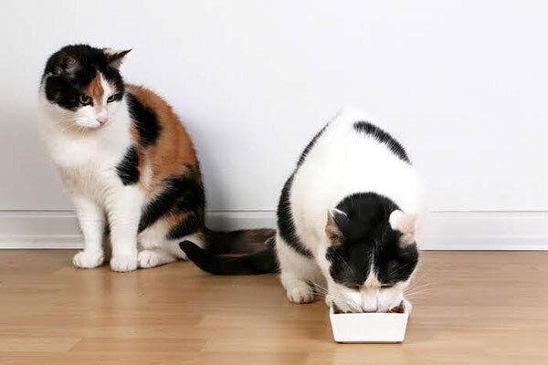 ごはんを食べる猫