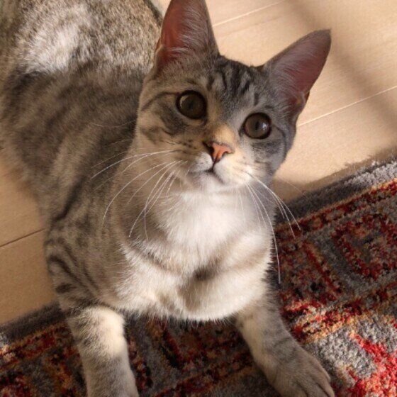 カメラを見つめるサバトラ（オス）