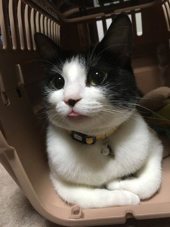 MIXのれいちゃん