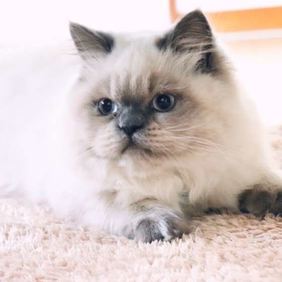 猫界のそっくりさん！？ヒマラヤンとバーマンを比べてみた｜ね