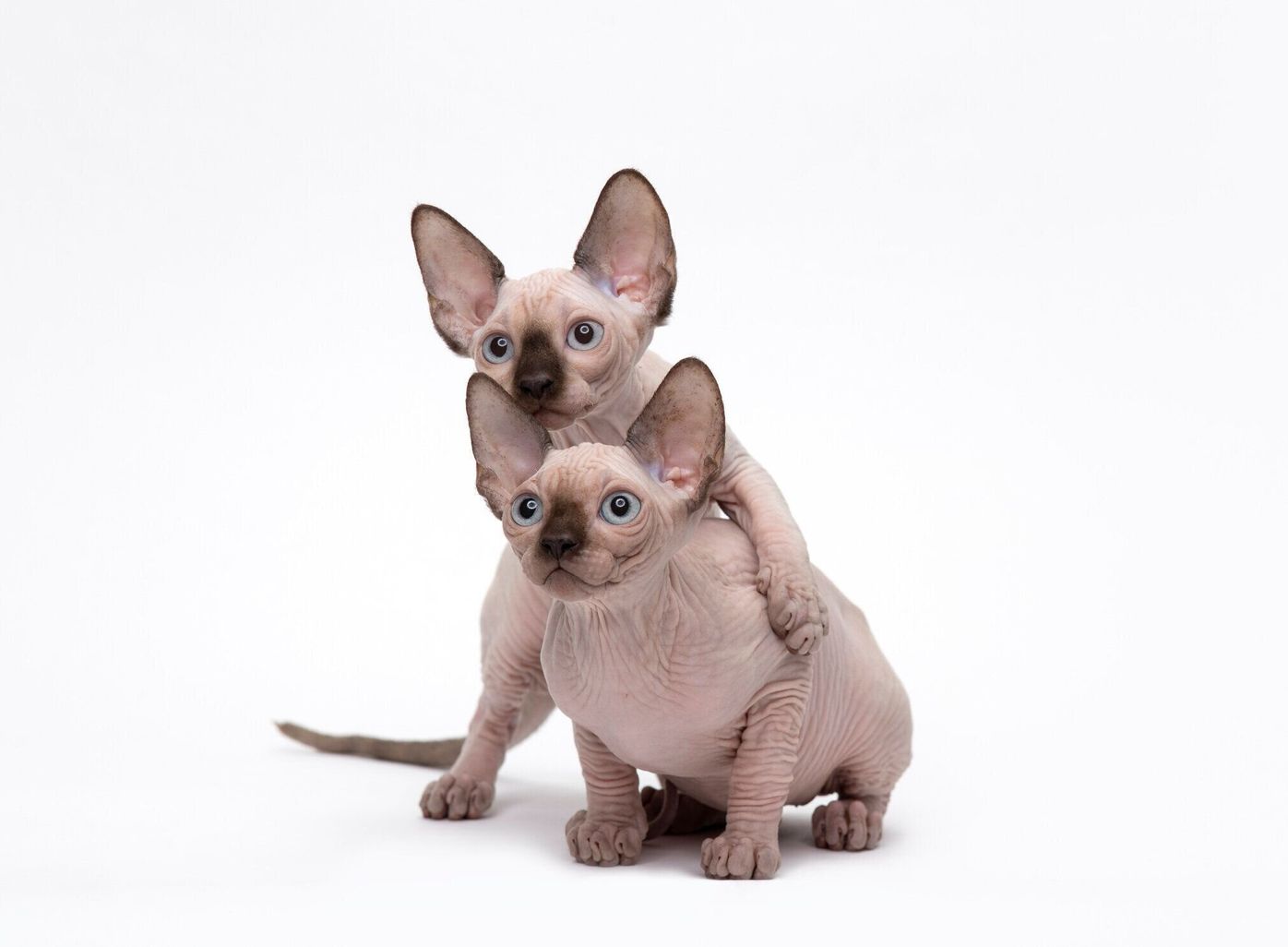 スフィンクスの特徴と飼い方 可愛い画像いっぱい ねこのきもち 猫図鑑 ねこのきもちweb Magazine スフィンクスの特徴と飼い方 可愛い画像いっぱい ねこのきもち 猫図鑑 ねこのきもちweb Magazine