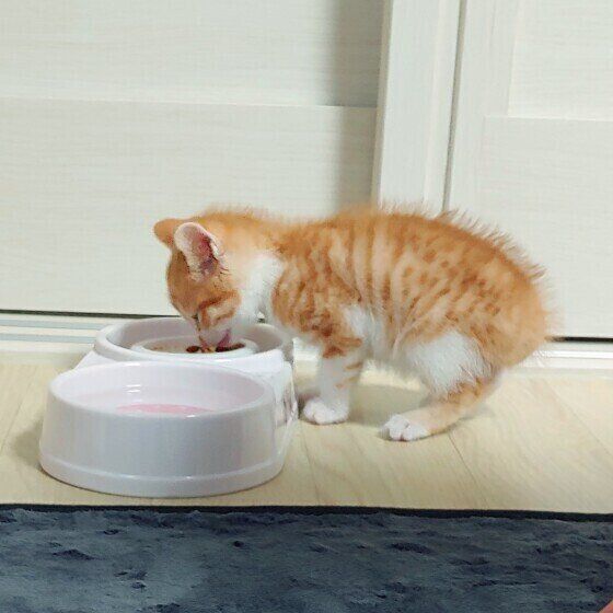 ご飯を食べる茶白MIX