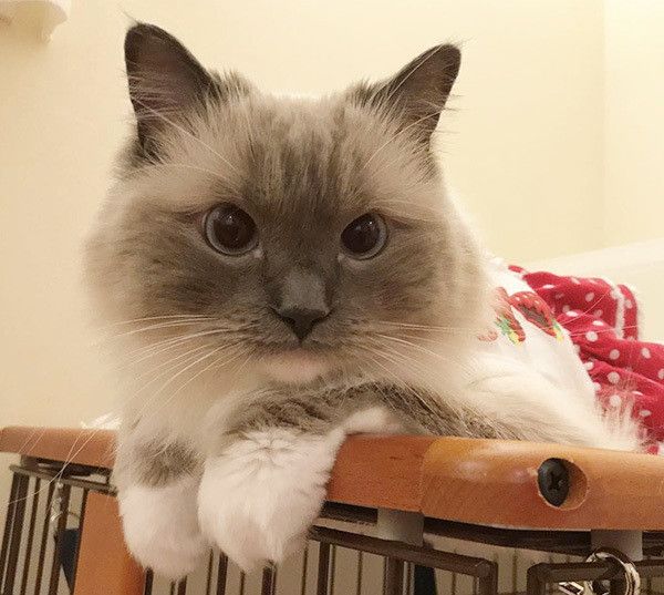 見つめるラグドール