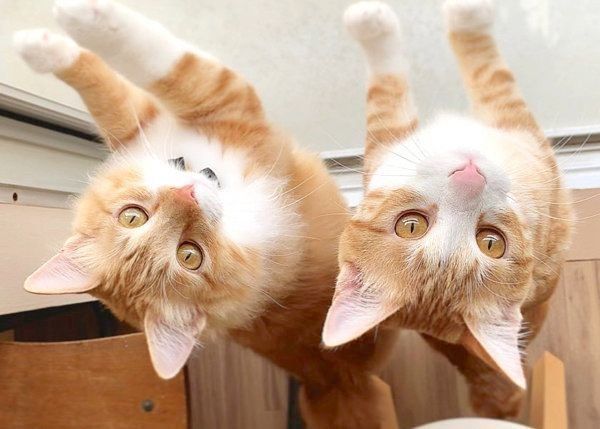 元保護猫・うりちゃんといくらちゃん