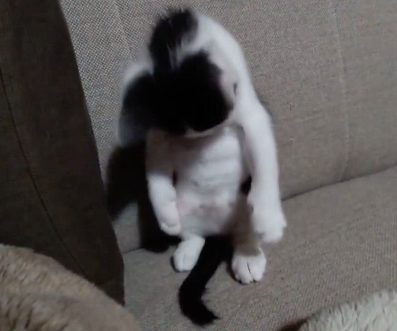 生後1カ月半のころのロクくん