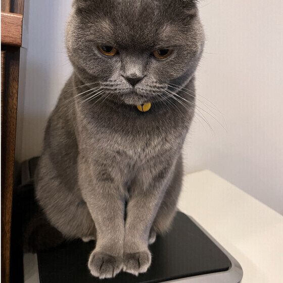 ブリティッシュショートヘアのスイちゃん