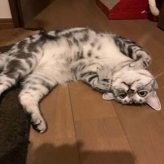寝転がるアメリカンショートヘア