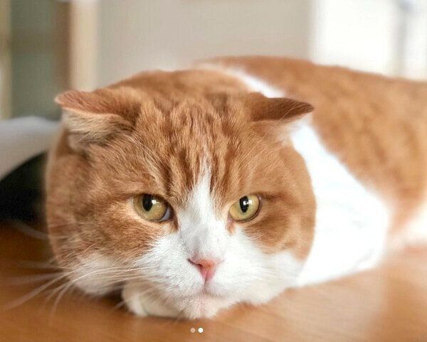 見つめるまーるくん