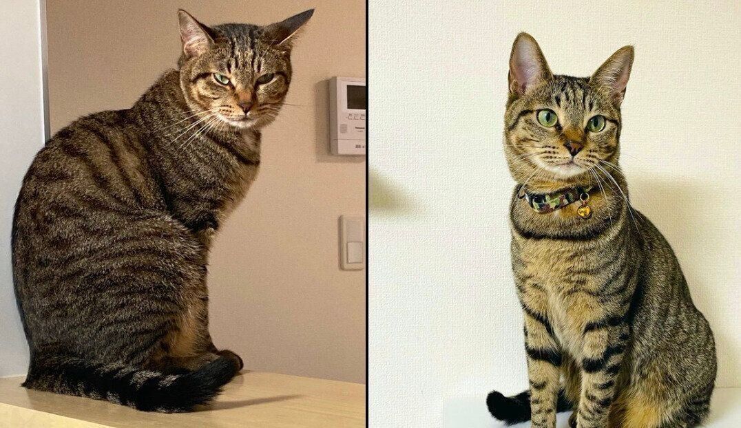 同じ猫には見えないふれあくん