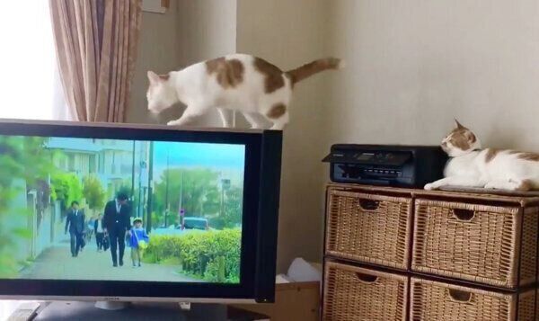 テレビ台の上に乗る「ちゃろくん」と見守る「るる」ちゃん