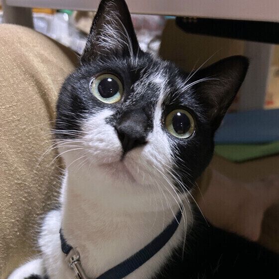 日本ネコの春くん♪