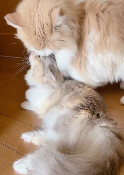 気持ちよさそうなめいちゃん