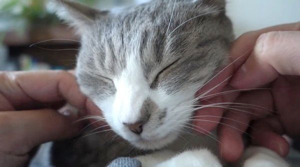 マッサージされる猫