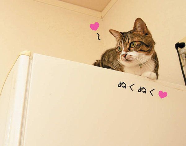 くつろぐ猫／「ねこのきもち」2016年11月号