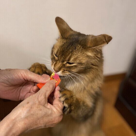 ソマリのれおんくん