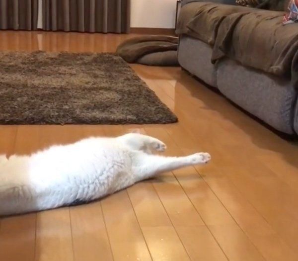 三毛猫のシラスちゃんとチワックスのポテチちゃん