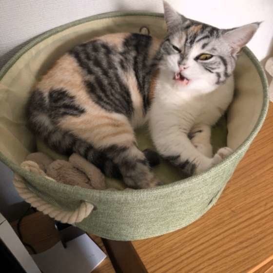 変顔をするスコティッシュフォールド