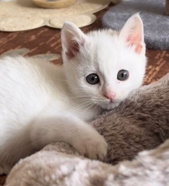 保護当時のむぎくん