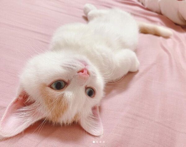 ヘソ天するほたてくん