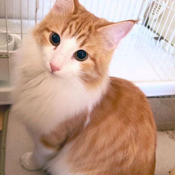 ノルウェージアンフォレストキャットのむぎくん