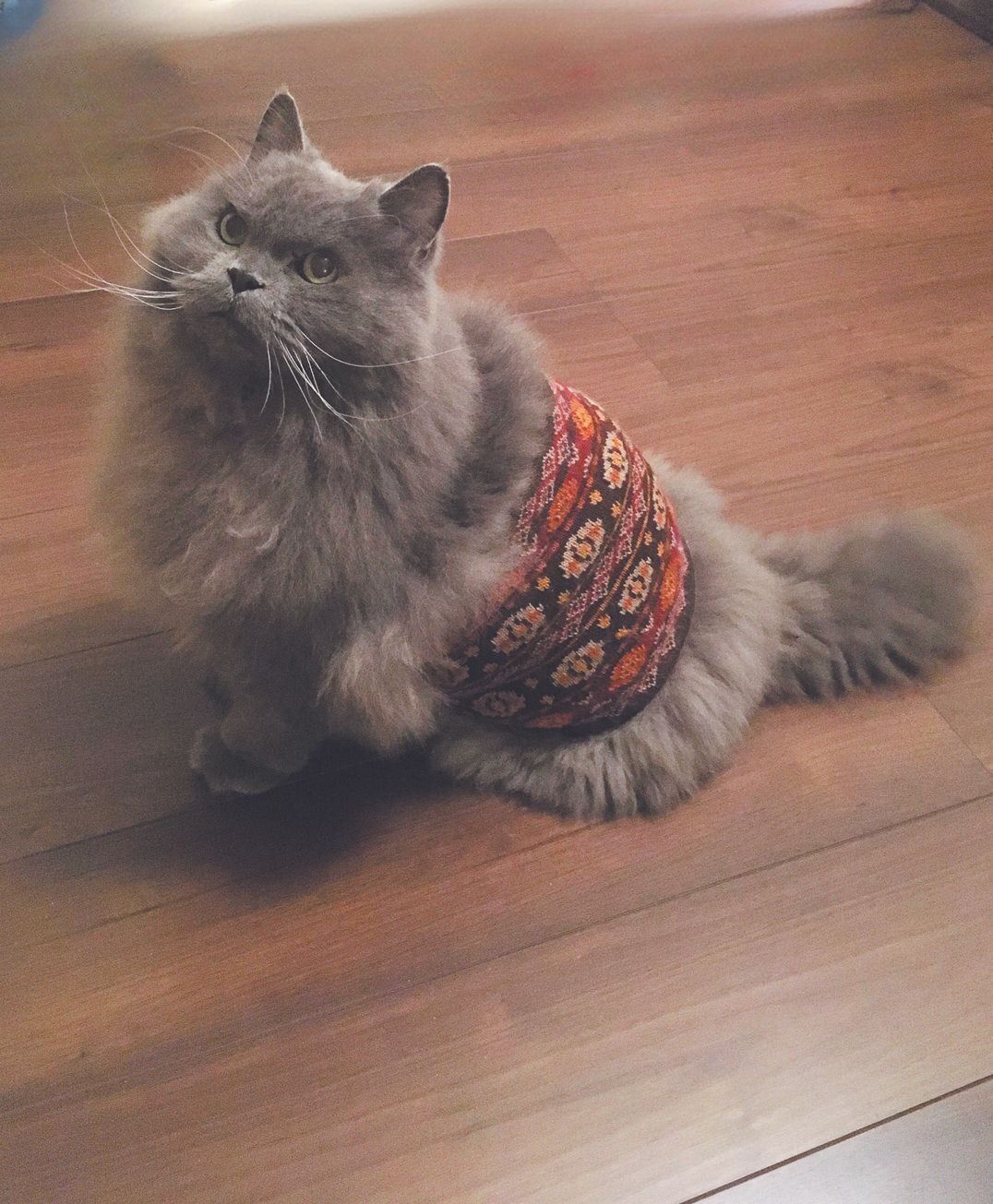 画像／ねこのきもち2023年11月号