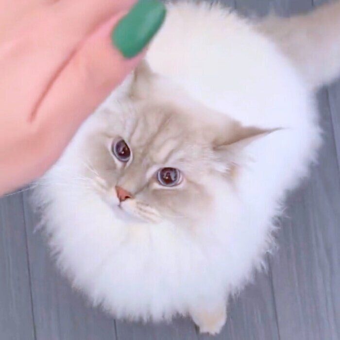 飼い主さんを見上げるいれぶんくん