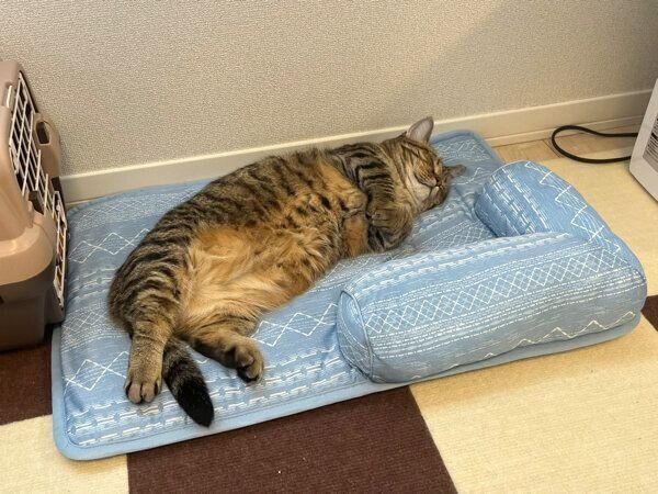 気持ちよさそうに眠るもなちゃん