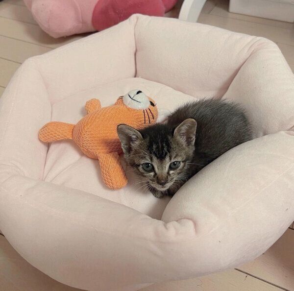 見つめるとろろちゃん