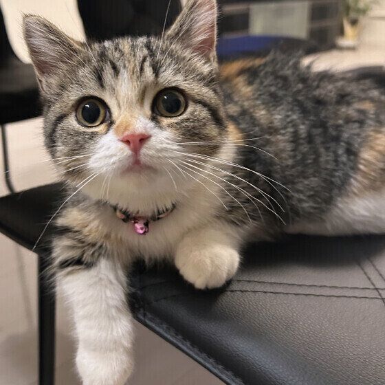 見つめるマンチカン