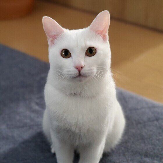 お行儀いいポーズの白猫