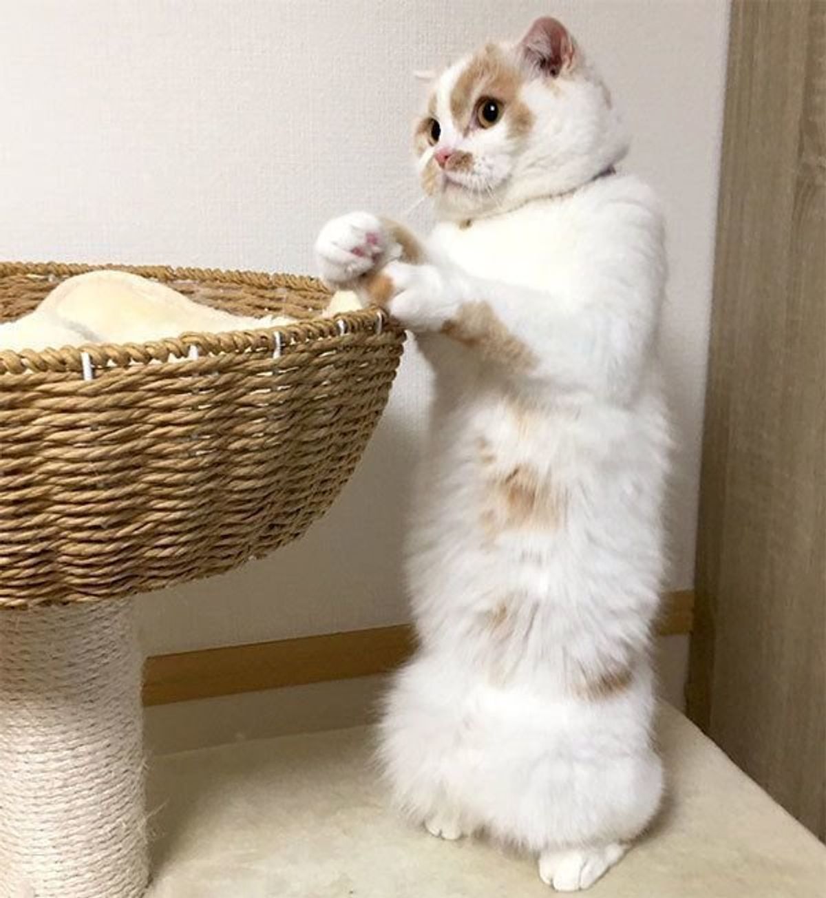 にゃんぱーす ズレたパンツ 人気猫の謎の体の部位の名称で大喜利状態に ねこのきもちweb Magazine にゃんぱーす ズレたパンツ 人気猫の謎の体の部位の名称で大喜利状態に ねこのきもちweb Magazine