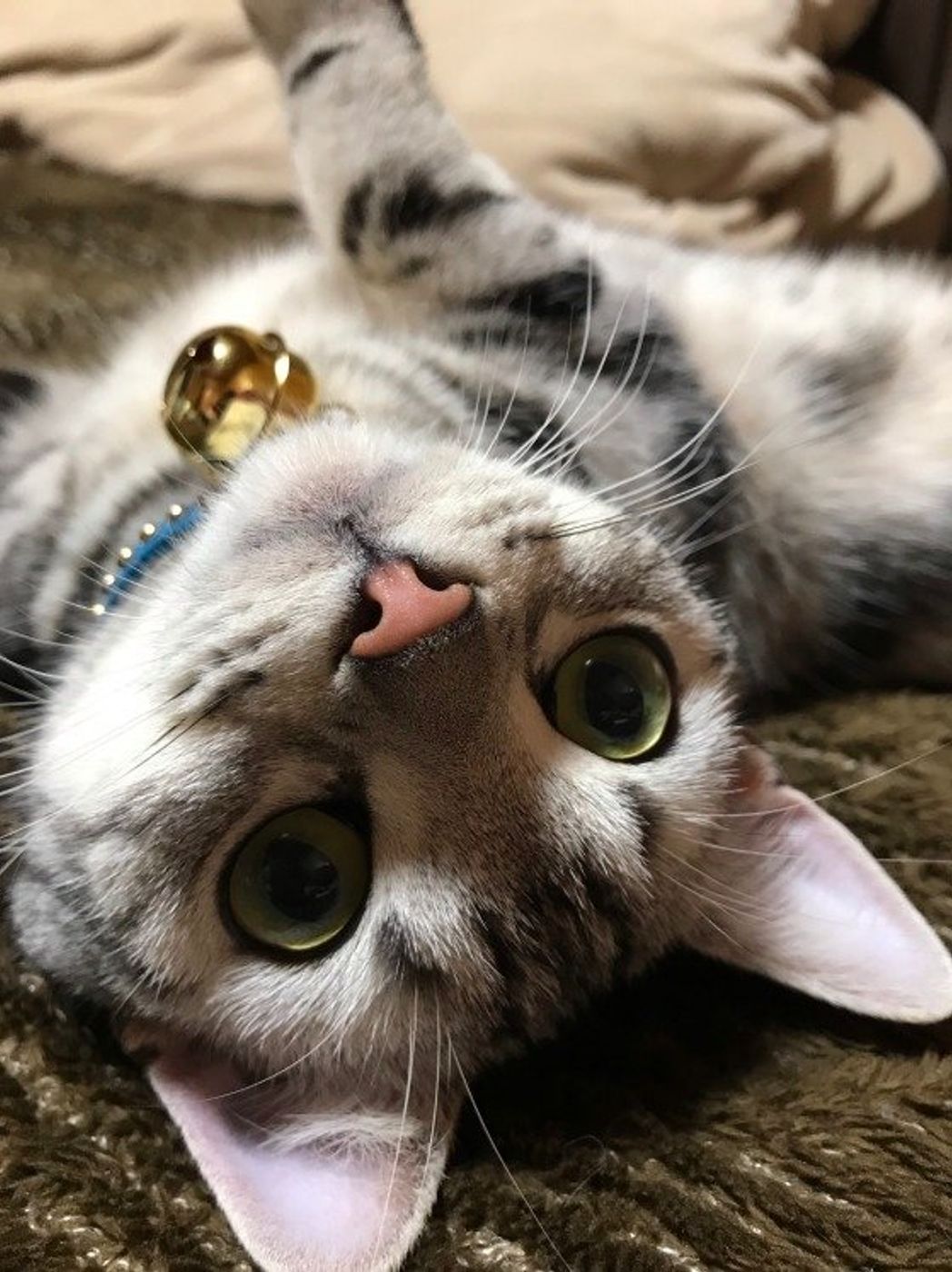 人にはあるけど 猫にはないこんな 気持ち ねこのきもちweb Magazine 人にはあるけど 猫にはないこんな 気持ち ねこのきもちweb Magazine