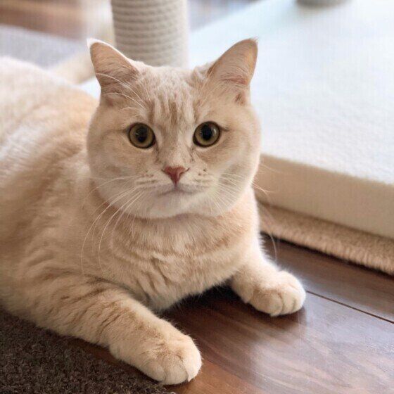 見つめるマンチカン