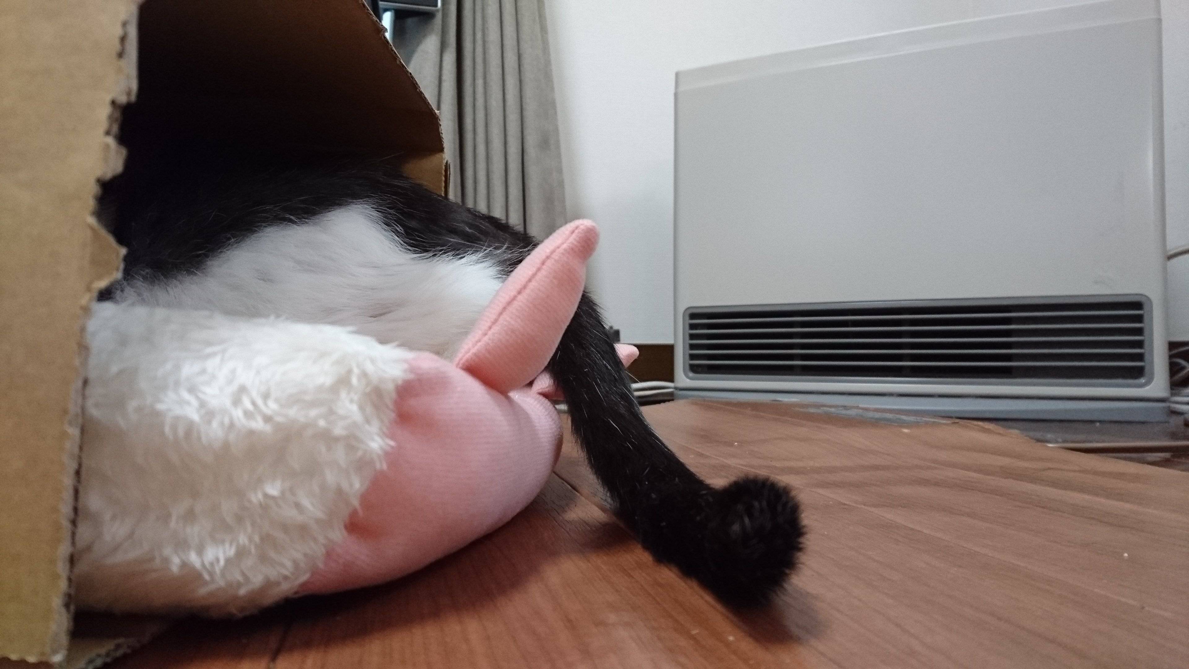 段ボールハウスに入る猫