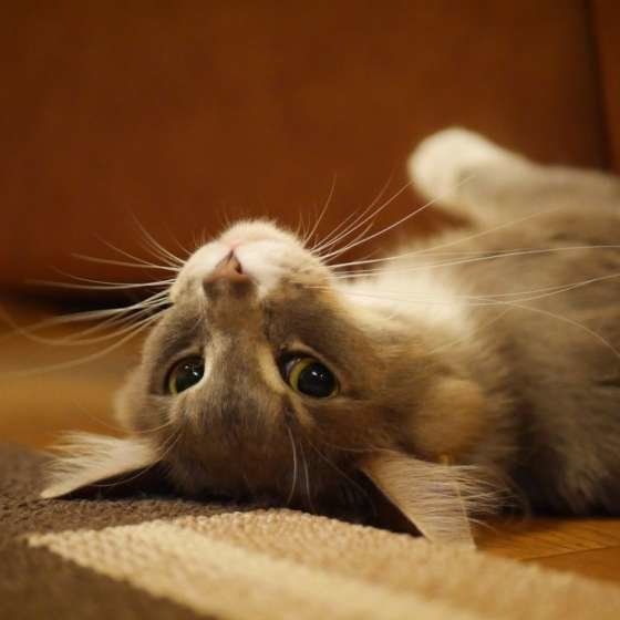 ゴロゴロしているグレン君