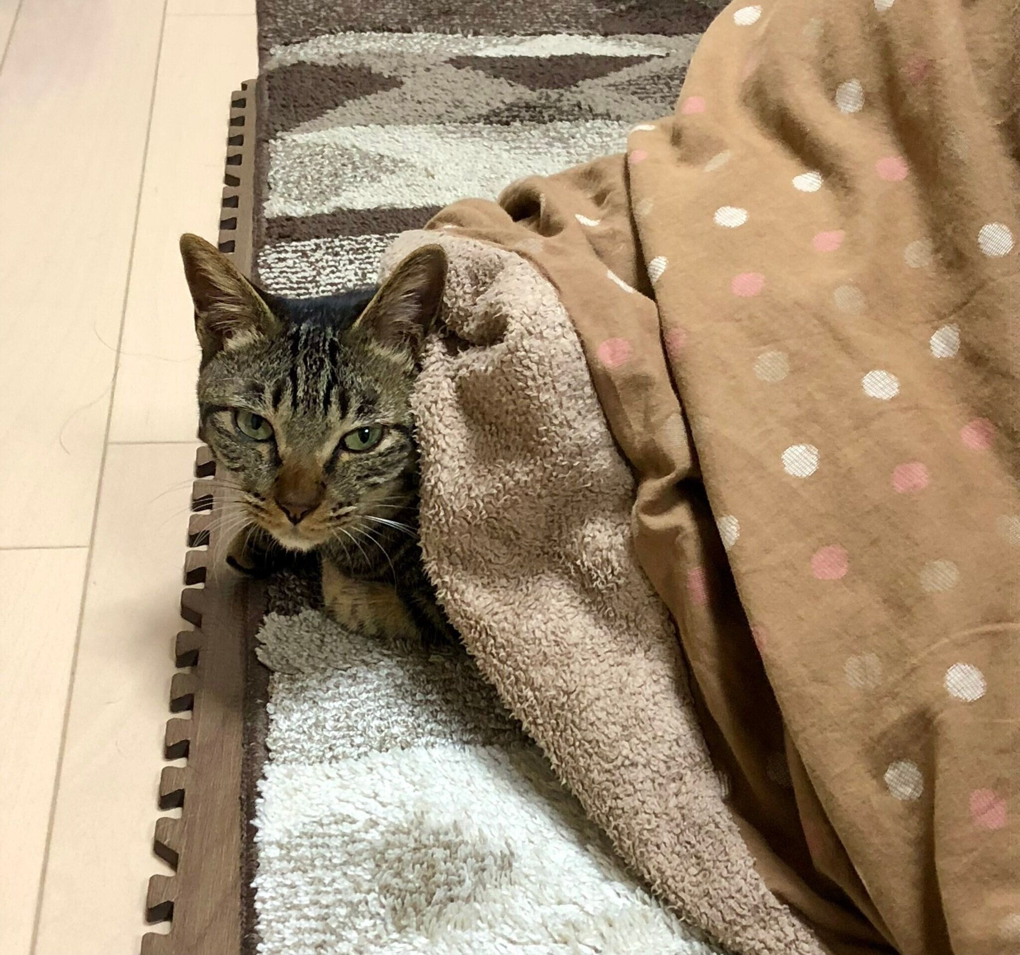 1才4カ月の猫