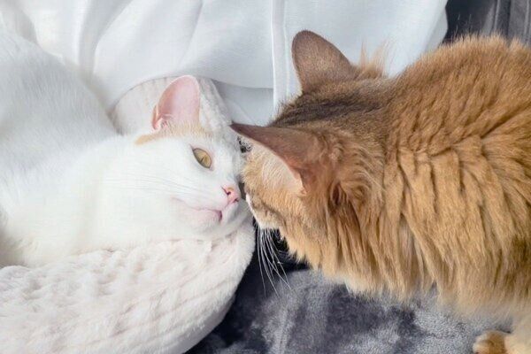 見つめ合うほっちゃんと菅田くん