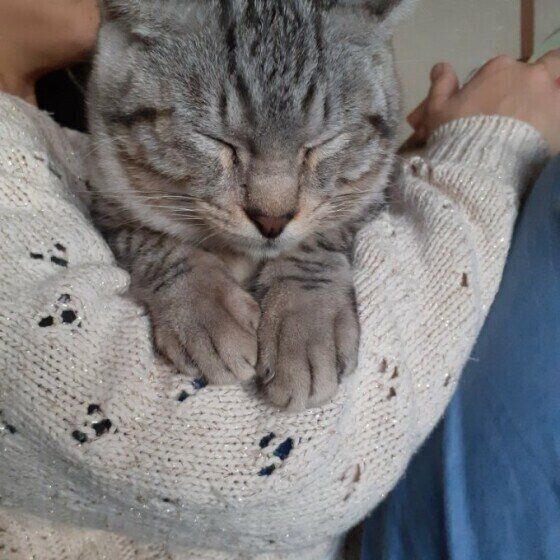 抱っこが好きなサバトラのトトくん