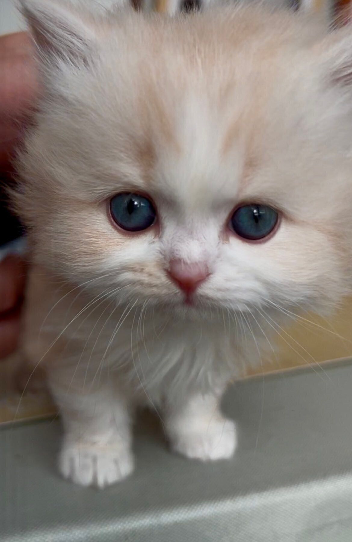 飼い主を見つめるミヌエットの子猫