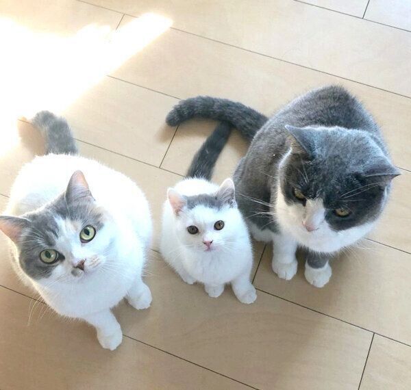 見つめるカツヲくん、ドラ千代くん、ねね子ちゃん