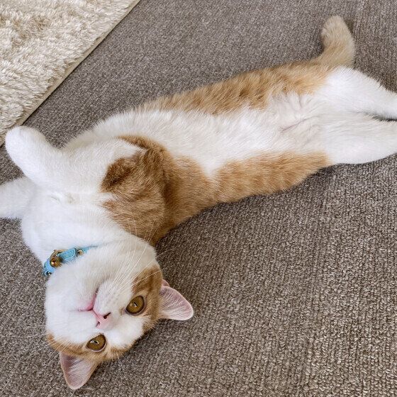 スコティッシュフォールドのはるくん