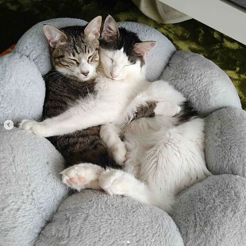 ふかふかの猫ベッド