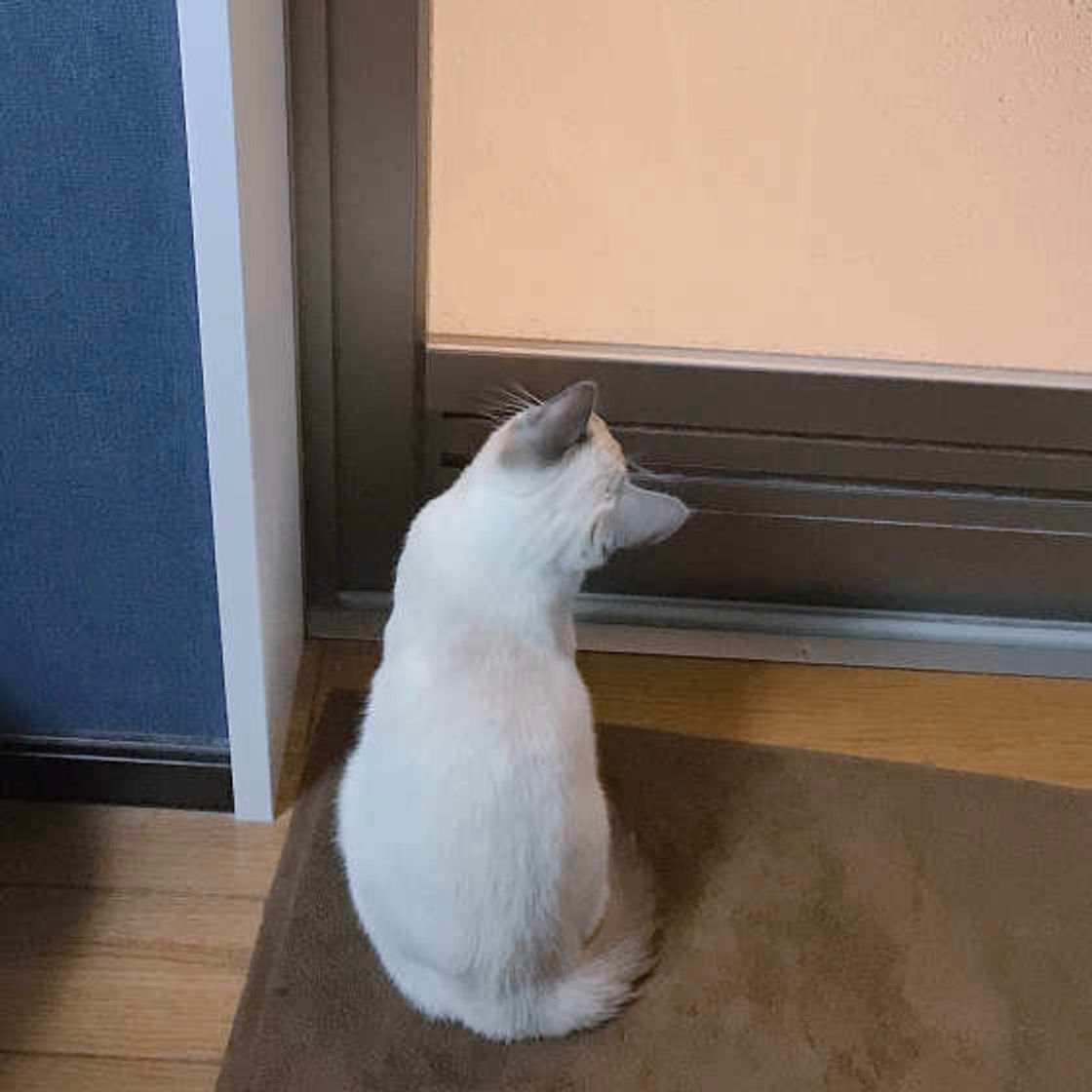 猫が飼い主さんのお風呂についてくる謎 ドアを開けると座ってる ねこのきもちweb Magazine 猫が飼い主さんのお風呂についてくる謎 ドアを開けると座ってる ねこのきもちweb Magazine