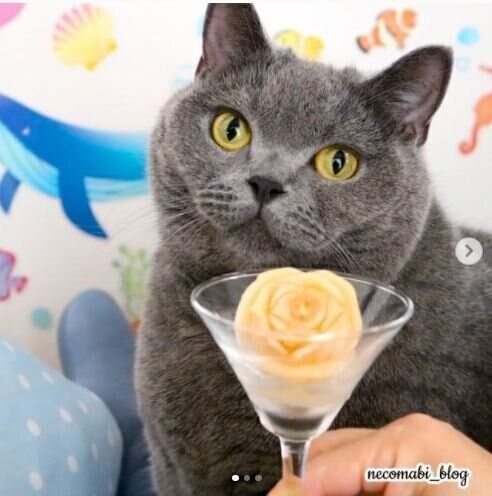 バラの形のアイスと猫