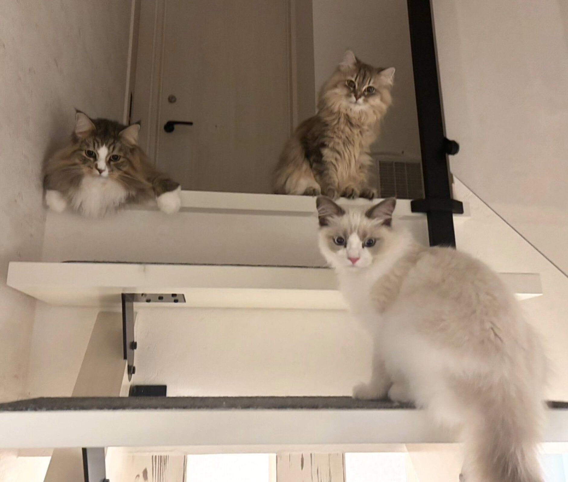 階段に集合する猫たち
