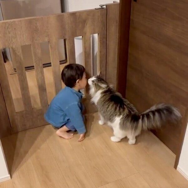 顔を近づけて鼻クンクンするシィクくん